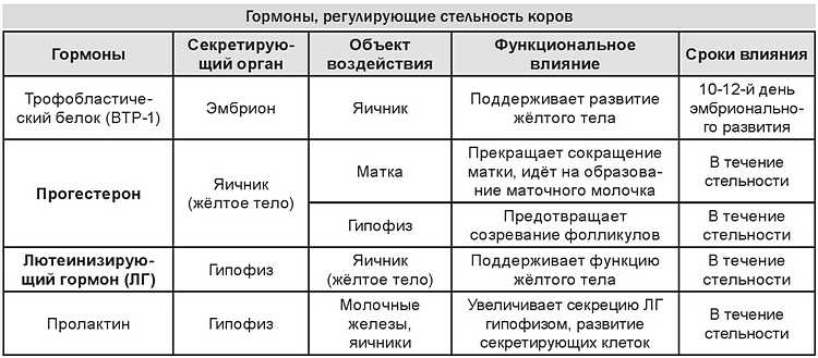 Тестостерон и эстроген у женщин – на что влияет недостаток и избыток этих гормонов