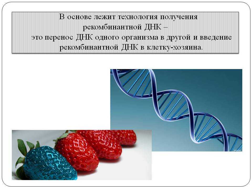 Жила лежит в основе. Технология рекомбинантных ДНК. Технология получения рекомбинантных ДНК. Метод рекомбинантных ДНК В биологии. Рекомбинантная ДНК генной инженерии.
