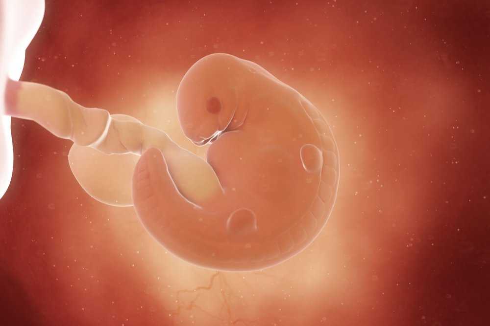 Жизнь после переноса эмбрионов. какая она?