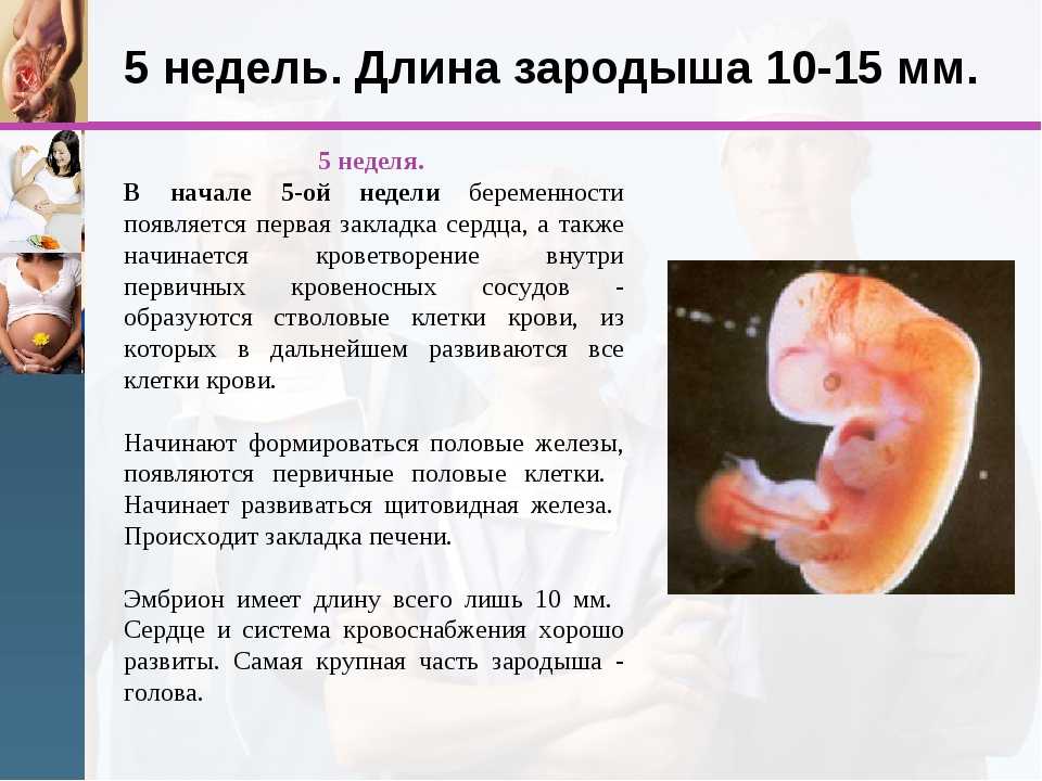 5 неделя беременности – что происходит, ощущения, признаки и симптомы беременности на пятой неделе, выделения - agulife.ru