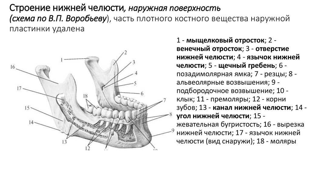 Нижний край нижней челюсти. Нижняя челюсть вид сбоку анатомия. Анатомические структуры нижней челюсти. Нижняя челюсть анатомия строение рисунок. Нижняя челюсть анатомия щечный гребень.