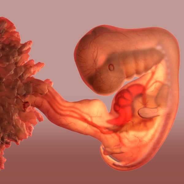 Тянущие боли внизу живота на 5 неделе беременности: причины, диагностика и лечение