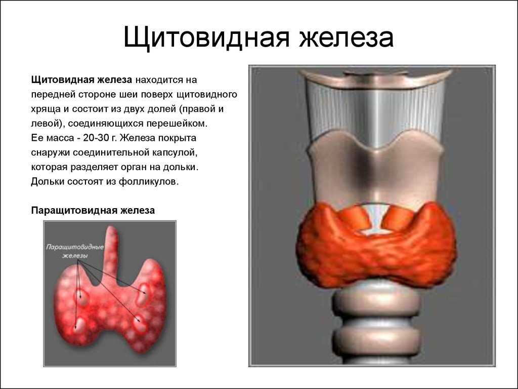 Щитовидная железа: заболевания, их симптомы и профилактика | статьи мц «диагностика