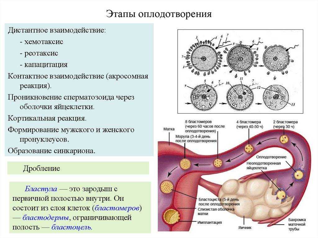 Если сперматозоид внедряется в матку, наступает беременность и месячные не приходят.