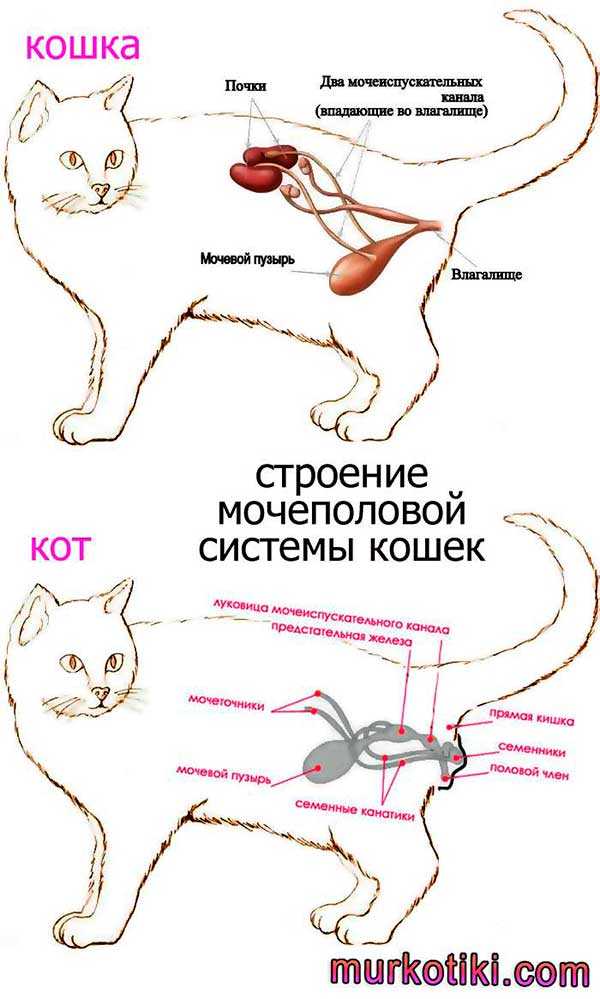 Сахарный диабет у кошек и котов: симптомы, причины, лечение сахарного диабета у кошек