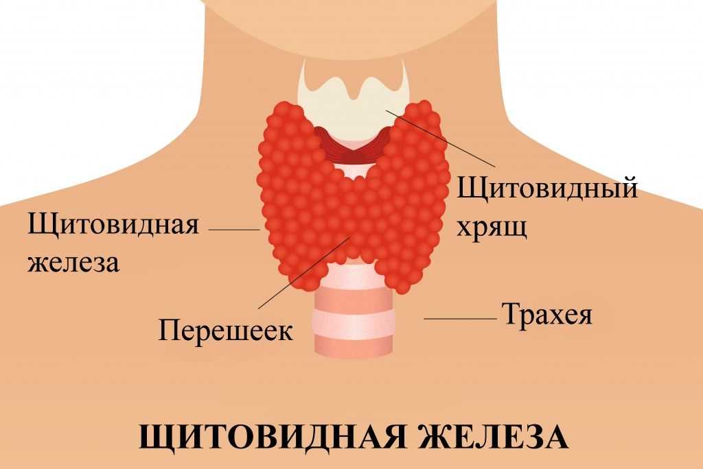 Щитовидная железа – держим под контролем - статьи от специалистов клиники «мать и дитя»
