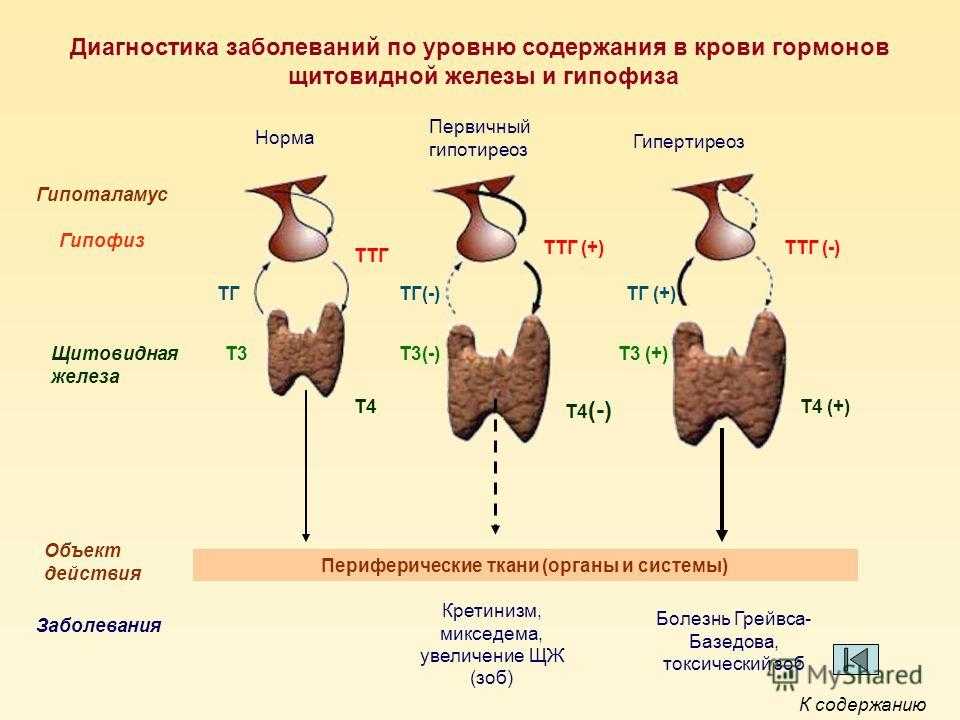 Тироксин норма у мужчин