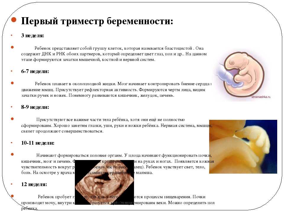 5 неделя беременности: у плода формируется плаценты и зачатки пуповины