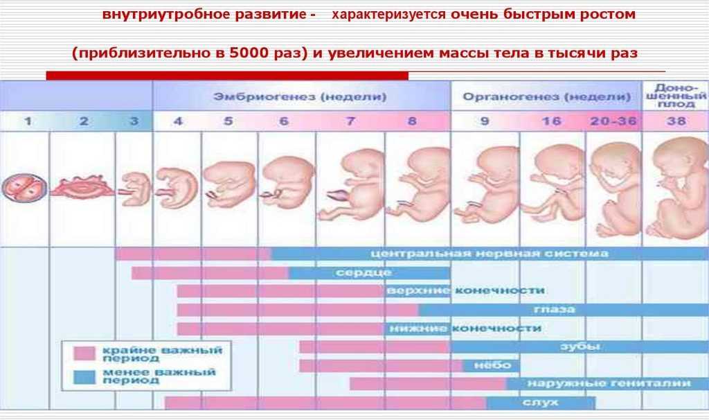 Развитие ребенка по месяцам в утробе ~ поликлиника №1 ран