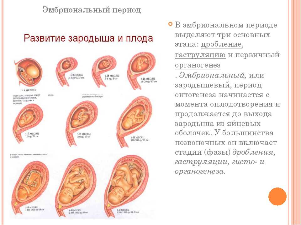 Женская репродуктивная система: оплодотворение и беременность