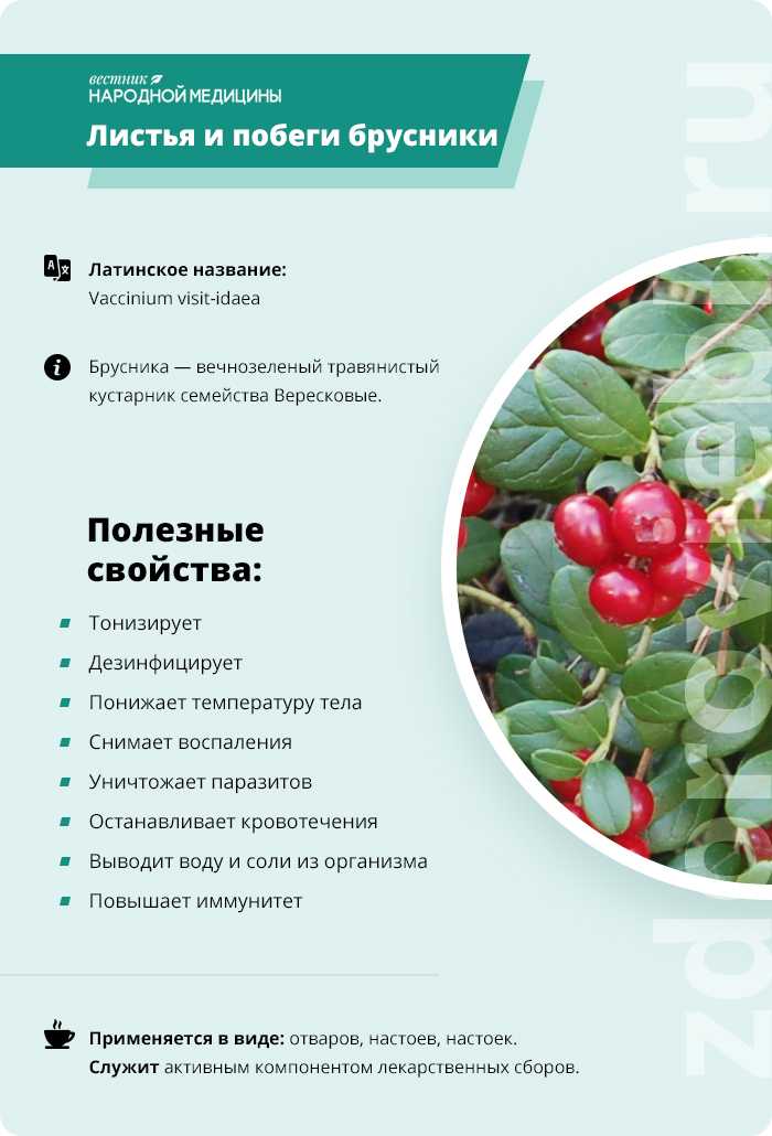 Использование брусники — ягод, листьев при беременности: лечебные свойства, особенности употребления, отзывы