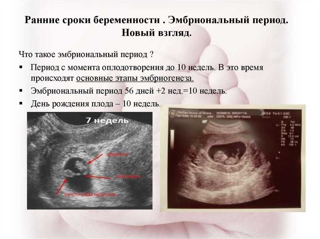 Развитие эмбриона по дням