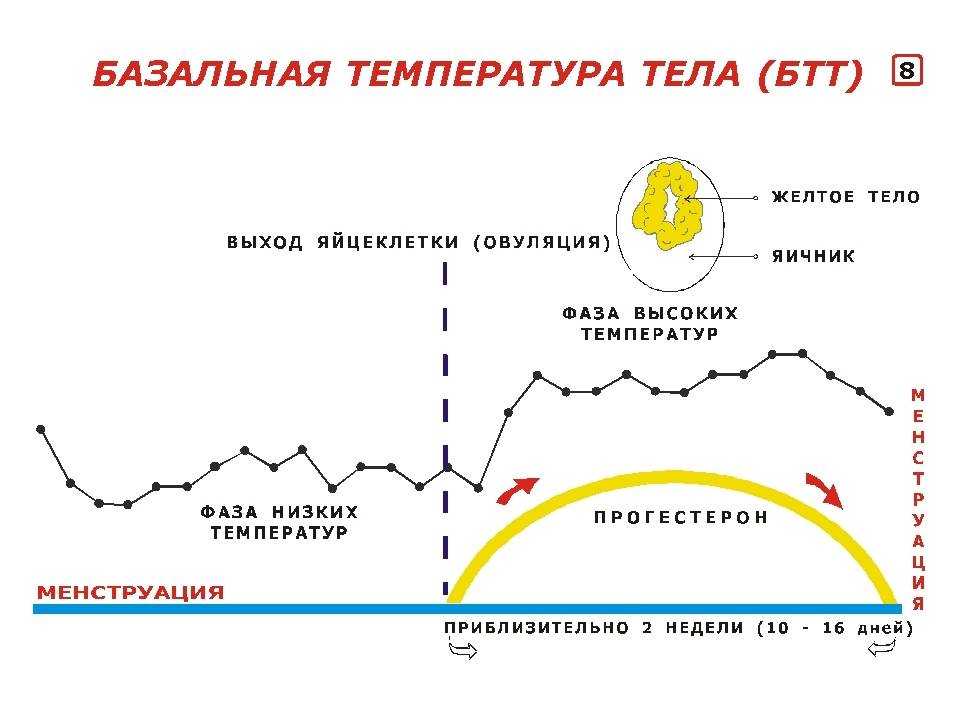 Базальная температура при беременности на ранних сроках до и после задержки: график с примерами и расшифровкой, какая должна быть