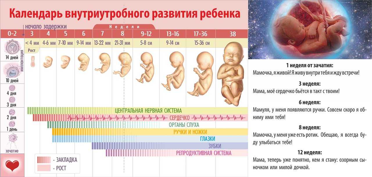 Беременность по неделям | развитие плода по неделям беременности: фото, описание и ощущения женщин на разных этапах беременности