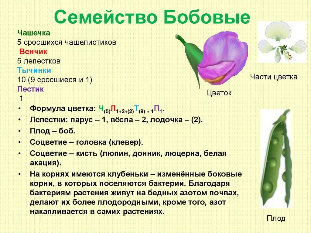 Какой цветок у гороха. Формула цветка семейства бобовые. Семейство двудольные семейство бобовые. Семейства бобовые цветок характеристика. Семейство бобовые формула цветка ч 5 л 1 + 2 +.