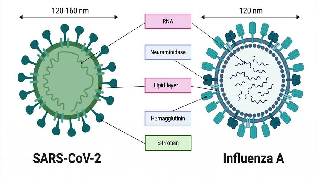 Бессимптомный коронавирус – признаки covid-19 без симптомов