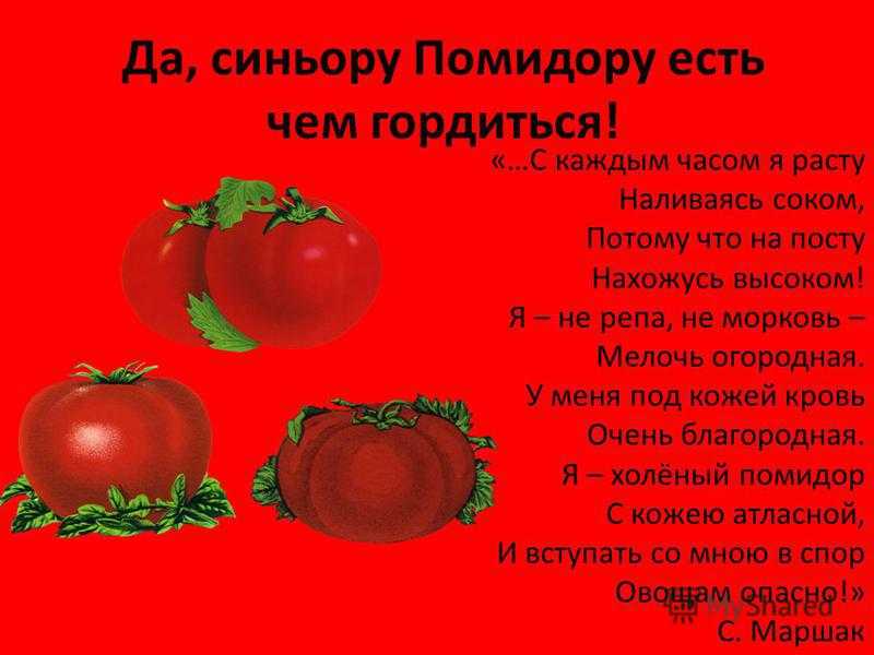 Помидоры помидоры песня сектор газа. Стих про томат. Стих про помидор. О помидорах кратко. Сообщение о помидоре.