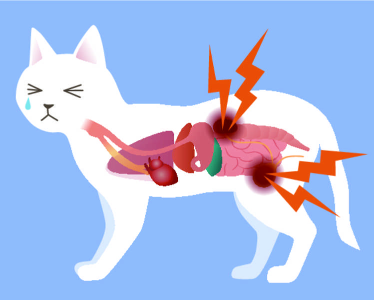Лечение сахарного диабета у кошек: главный путь к выздоровлению