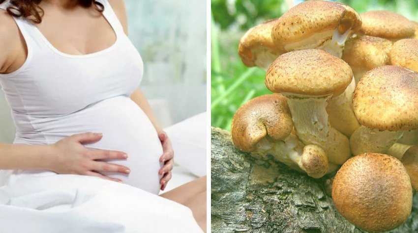 Есть грибы беременной. Грибы беременным. Беременный гриб. Какие грибы можно есть беременным. Белый гриб при беременности.