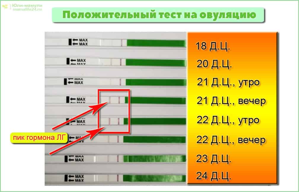 Как делать тест на овуляцию? когда следует делать овуляционный тест? результаты теста :: syl.ru
