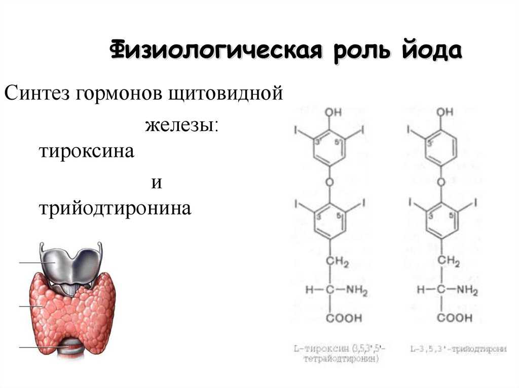 Какая железа выделяет тироксин. Схема выработки гормонов щитовидной железы. Метаболизм тиреоидных гормонов схема. Физиологическое действие гормонов щитовидной железы. Механизм синтеза гормонов щитовидной железы.