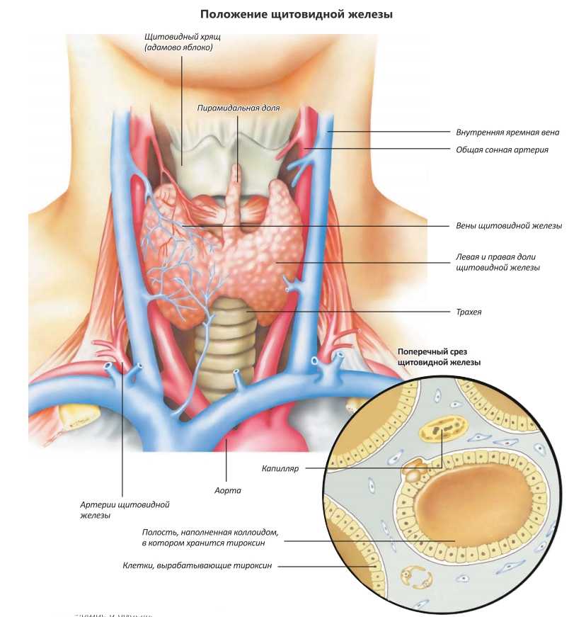 Чем опасно заболевание щитовидной железы? • русский доктор