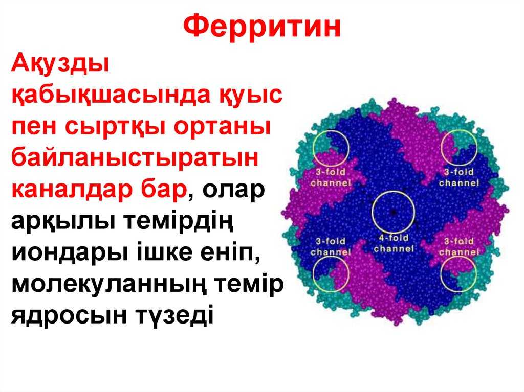 Причины низкого ферритина. Ферритин. Структура ферритина. Ферритин структура. Ферритин белок.