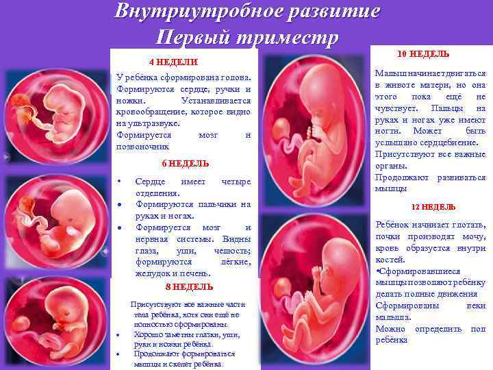 Первый месяц беременности: живот, симптомы, как развивается плод - agulife.ru