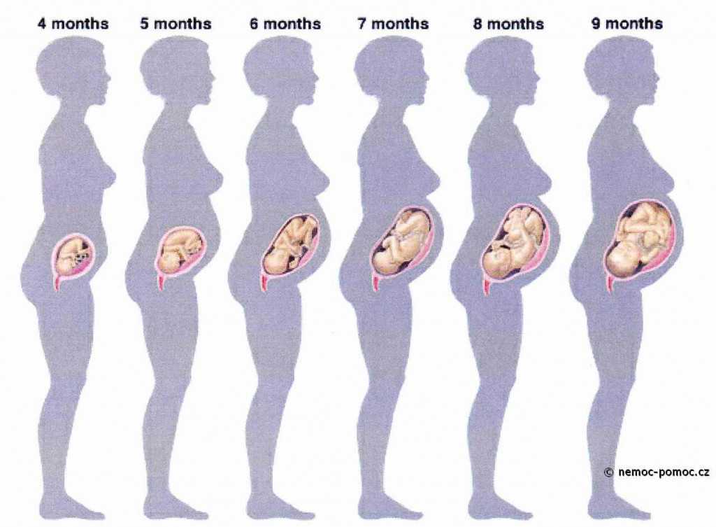 6 неделя беременности: что происходит с малышом и мамой, каковы ощущения женщины и развитие ребенка?