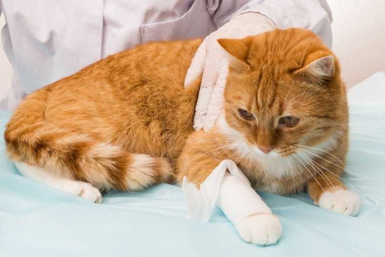 Сахарный диабет у кошек и котов: уход и поддерживающая терапия