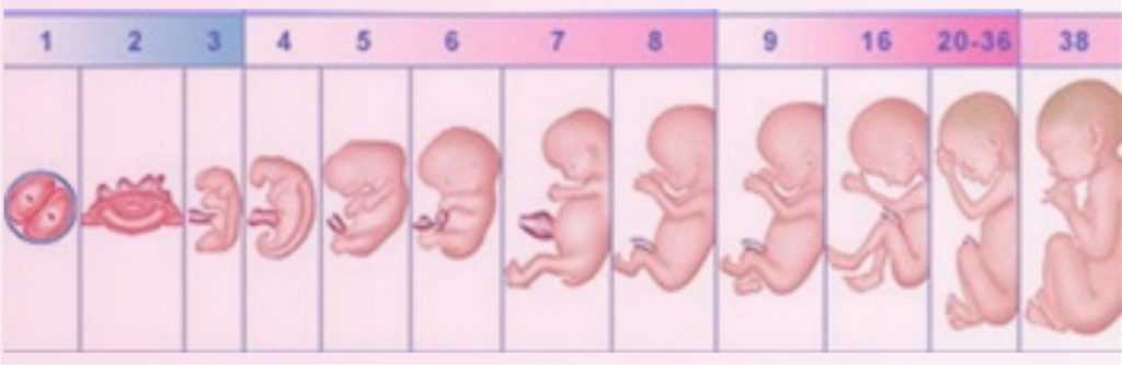 Критические периоды эмбрионального развития