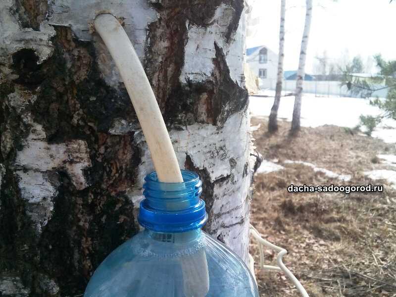Когда собирать березовый сок в ленинградской области