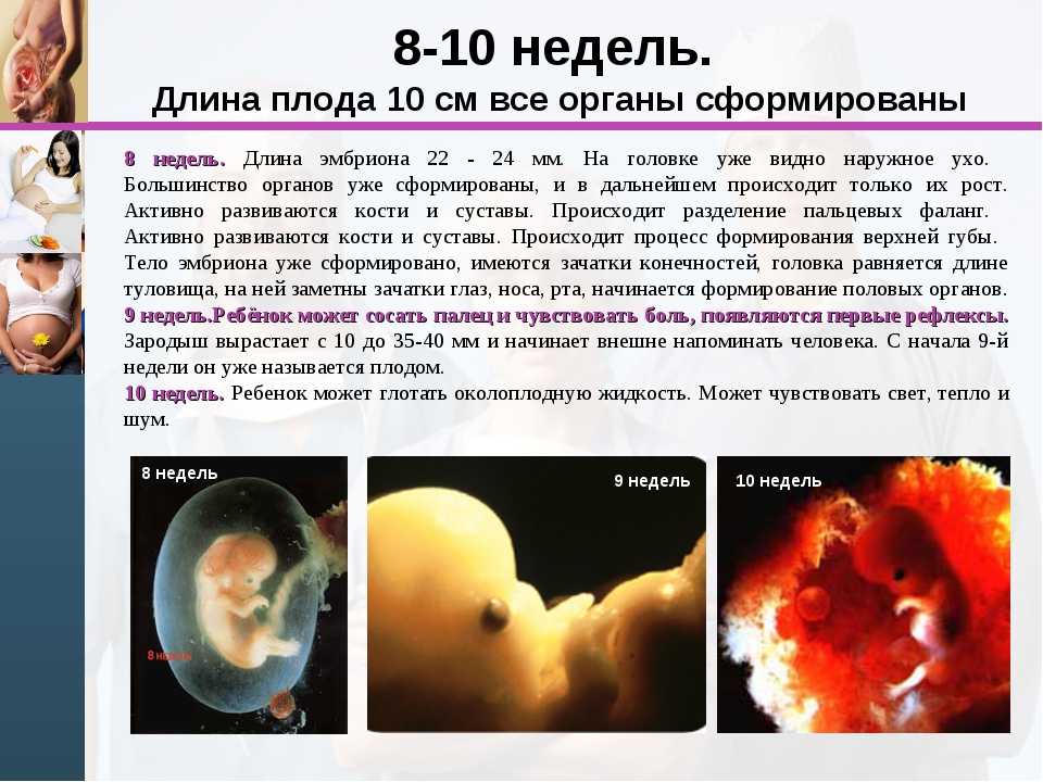 7 неделя беременности: у ребенка формируются легкие, мозг, органы пищеварения и пуповина