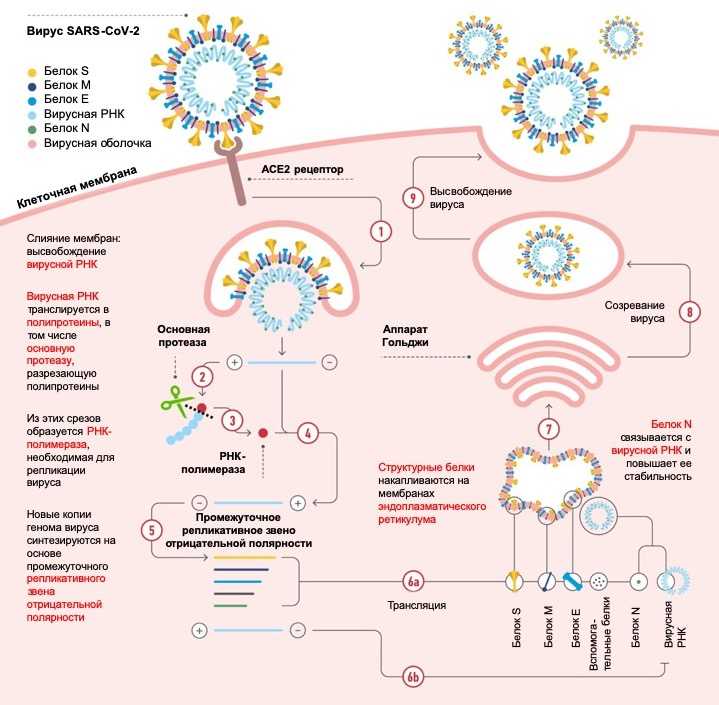 Лечение коронавируса 2020: вакцины и лекарственные препараты для борьбы с covid-19 - бизнес-журнал b-mag