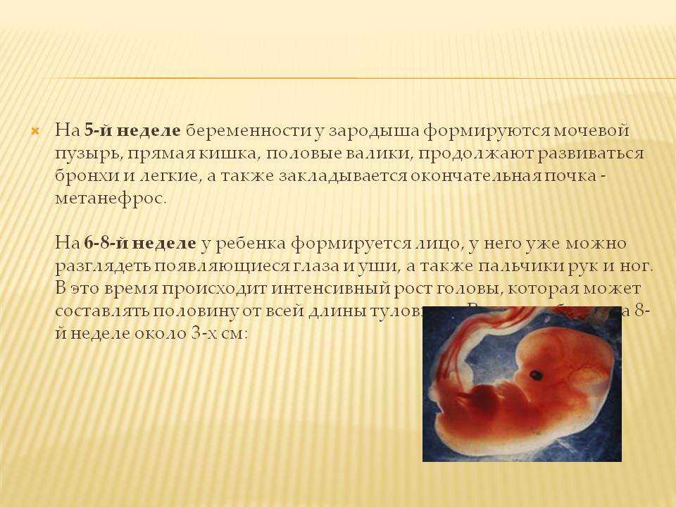 6 недель срок беременной. Малыш на 5- 6 неделе акушерской беременности. Плод на 6 акушерской неделе беременности. Симптомы беременности на 5 неделе. Ребенок на 5 акушерской неделе беременности.