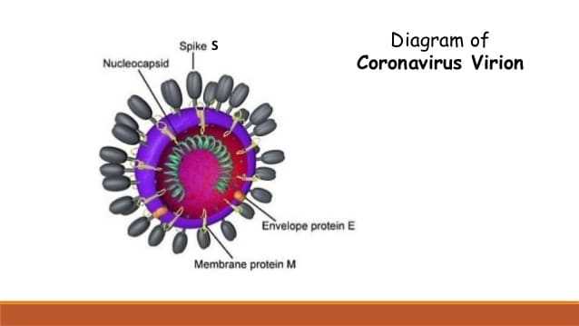 Топ-15 мифов о коронавирусе covid-19 – правда или вымысел