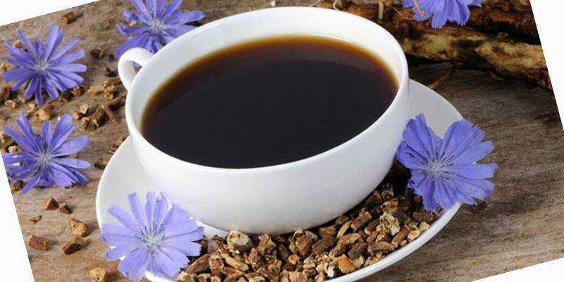 Растворимый цикорий - польза и вред | все о кофе