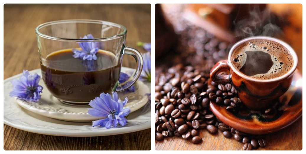 Цикорий и кофе: что лучше, польза и вред