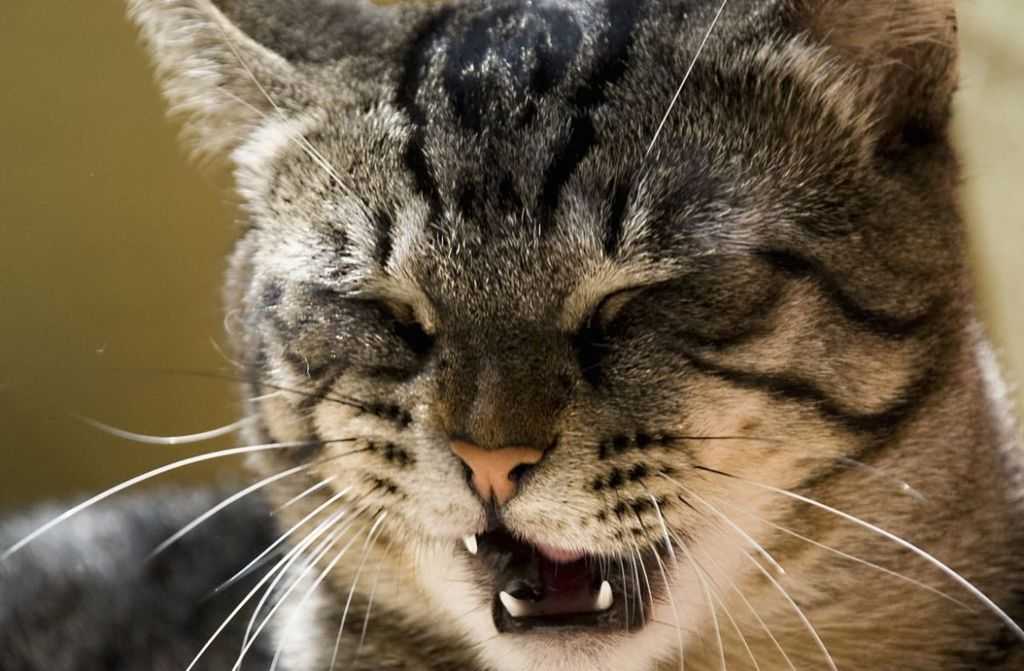 Если гноятся глаза у кошек: причины, что делать | блог ветклиники "беланта"