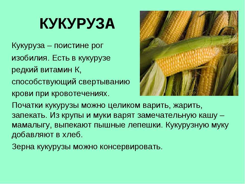 Как и когда собирать урожай кукурузы, стадии зрелости кукурузы
