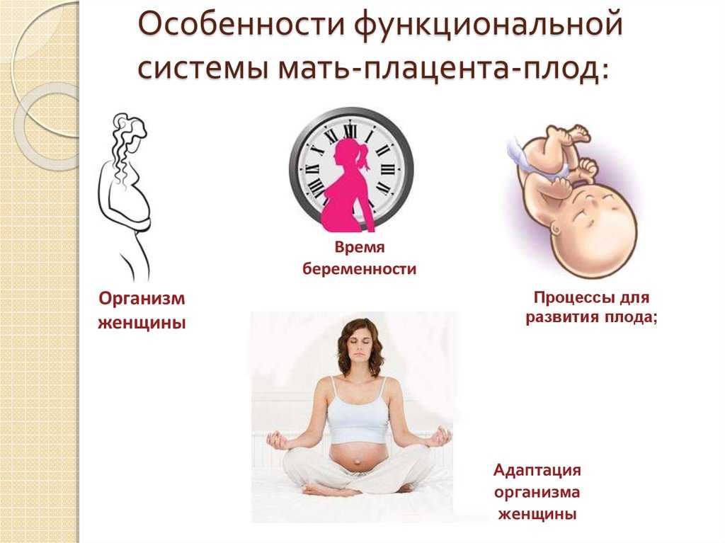 Ранние этапы становления системы мать-плацента-плод