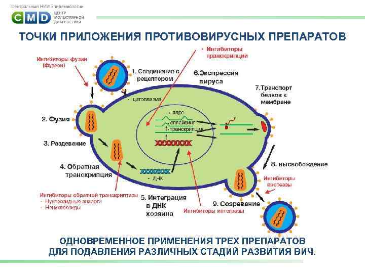Насколько опасен штамм коронавируса "дельта плюс" | коронавирус covid–19: официальная информация о коронавирусе в россии на портале – стопкоронавирус.рф