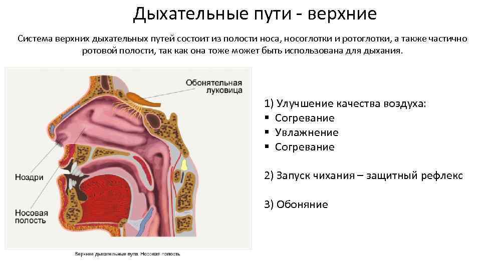 Слизистая оболочка дыхательных путей представлена. Слизистые оболочки верхних дыхательных путей это. Слизистых оболочек верхних дыхательных путей. Дыхательные пути и строение носовой полости. Дыхательные пути носовая полость строение и функции.