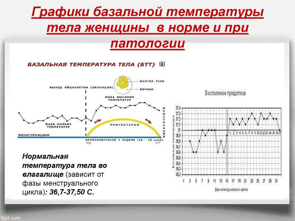 Определение базальной температуры и для чего нужно ее мерить * клиника диана в санкт-петербурге
