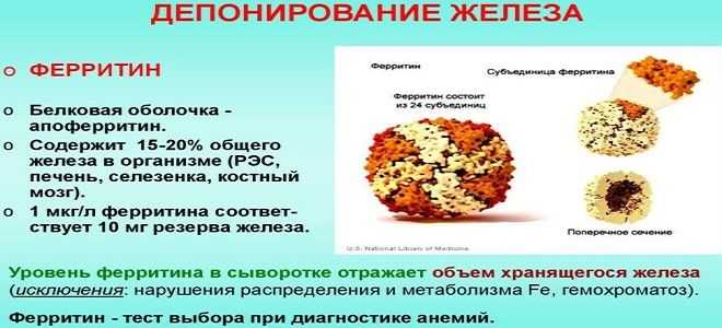 Осложнения при коронавирусе вызывает ферритин, считает израильский ученый