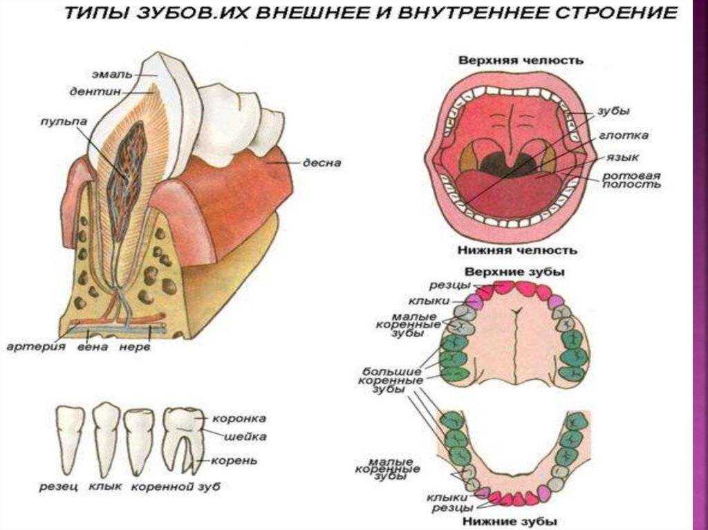 Тип строения зуба. Зубы человека. Строение зубов. Строение человека строение зубов. Строение зубной системы человека.