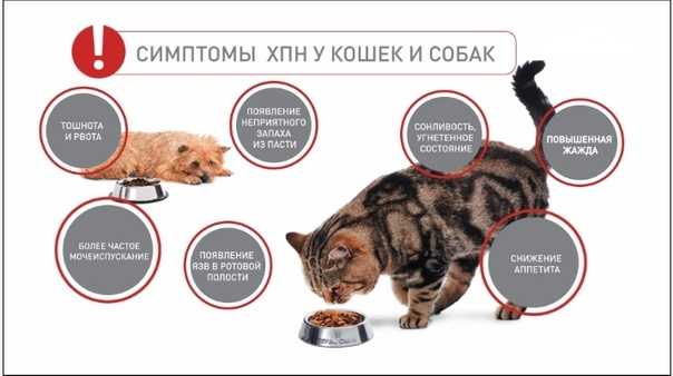 Симптомы и лечение сахарного диабета у кошек