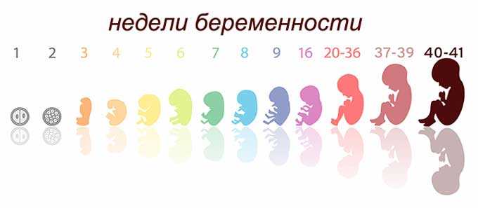 Развитие ребенка по месяцам в утробе