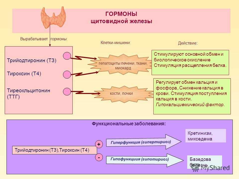 Трийодтиронин повышен. Схема выработки гормонов щитовидной железы. Щитовидной железа ТТГ И т4. Щитовидная железа гормон т3 т4 эффекты. Т4 гормон щитовидной железы функции.