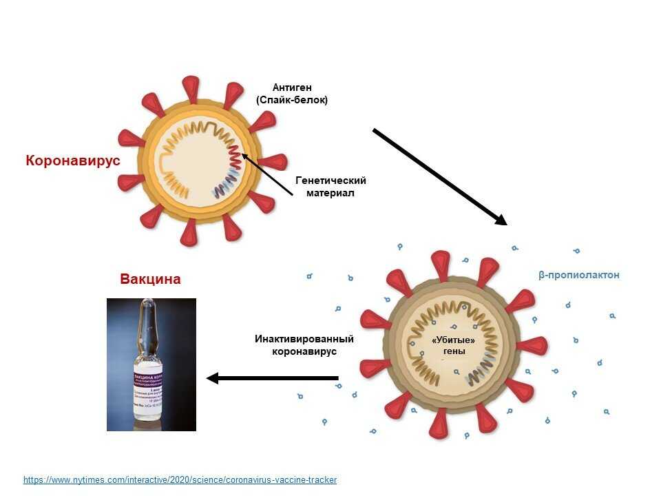 Коронавирус sars-cov-2. главное о вакцинации от covid-19